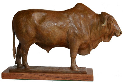 Afrikander bull bronze sculpture